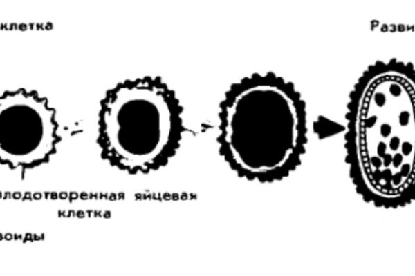 Блэкспрут bs2webes net